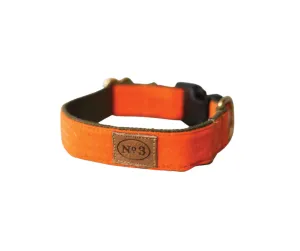 Pointer Orange Collar